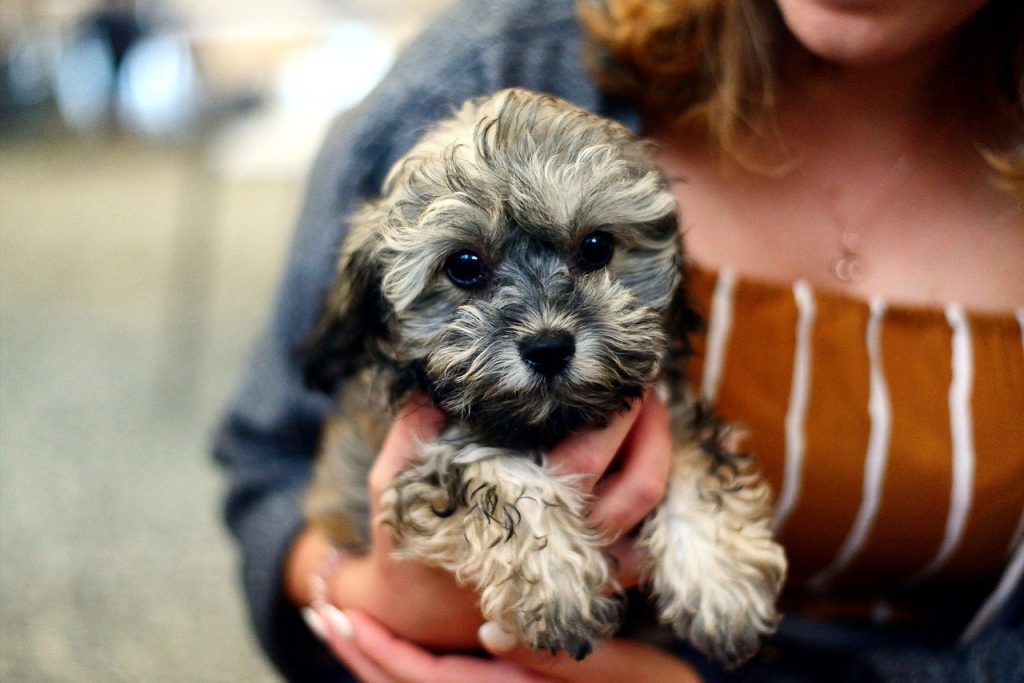 dog, puppy, shih poo